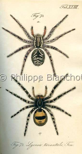 Collection-araignees_ 008.JPG - Archives Araignees, Arachniden, Dr Carl Wilhelm Hahn, 1831, Lycosa tarantula, in "Portraits d'araignées" de Christine Rollard et Philippe Blanchot, ed. Quae